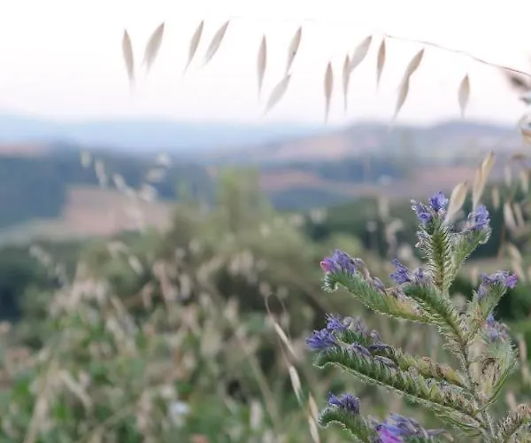 Escaia * Volterra